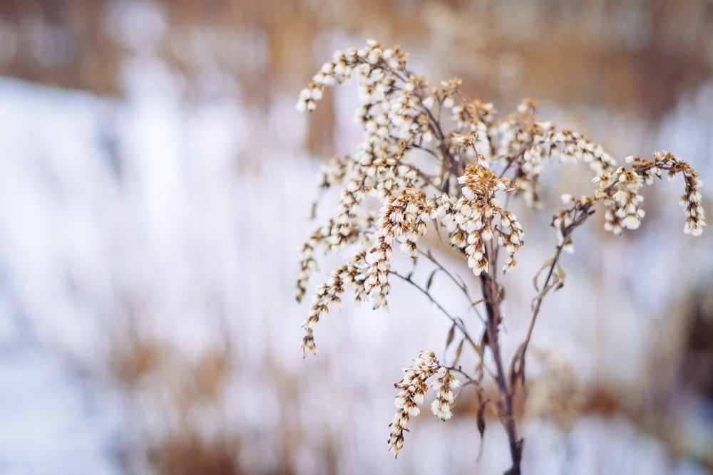 shallow focus photography of white flowers