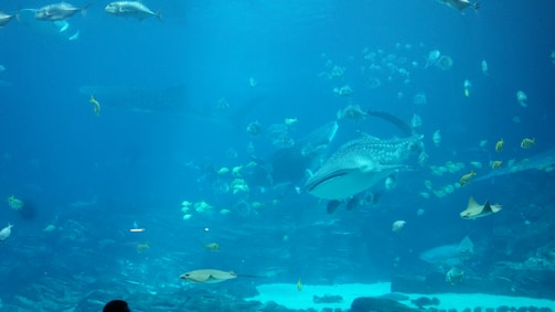 An underwater scene with a variety of marine life including a prominent whale shark at the center surrounded by different species of fish and rays. The water is clear, giving a deep blue hue to the environment, and small schools of colorful fish swim in harmony. The setting appears to be within a large aquarium.