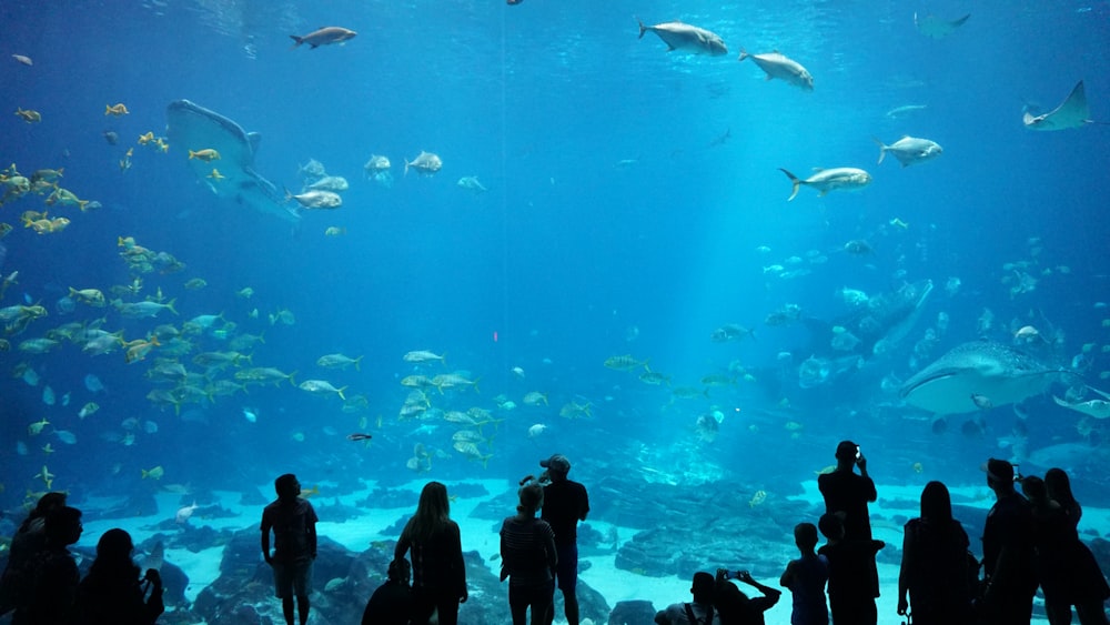 silhouette di persone che guardano all'acquario