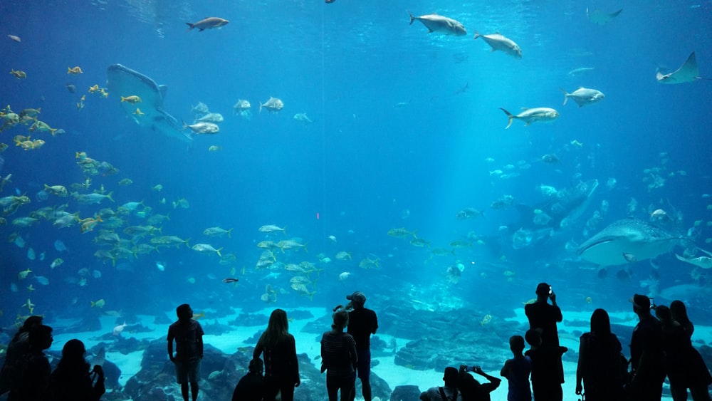 silhouette of people watching at aquarium