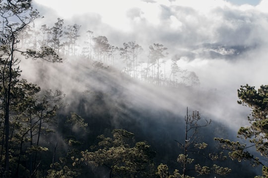 forest covered with fogs in Pico Duarte Dominican Republic