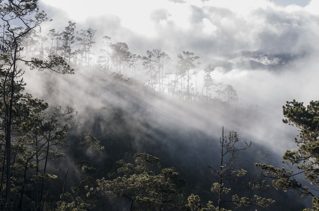 forest covered with fogs, Fog & Flares