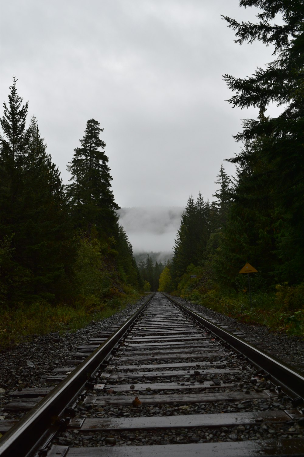 train rail surrounded with trees during daytime