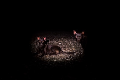 Two dogs are captured in a spotlight against a dark background. One dog is lying down, while the other stands, both with alert expressions. The ground is covered in small stones or gravel, providing a rough texture under the light.