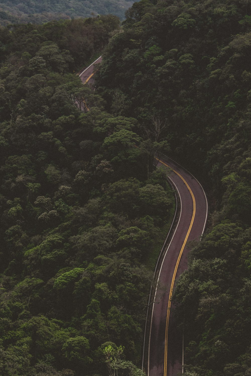 Árvore verde na floresta fotografia