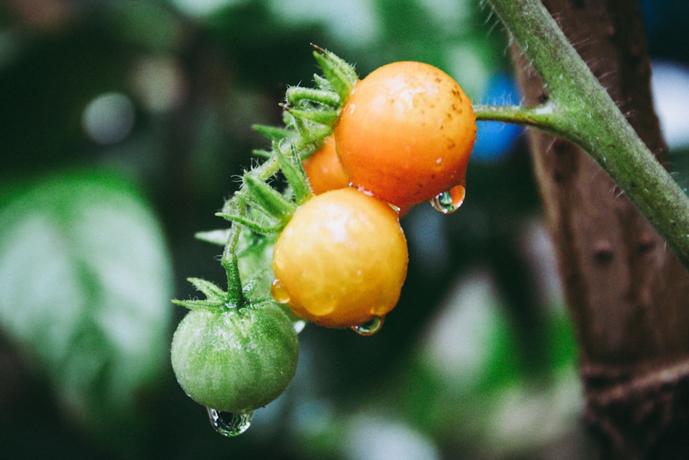 selective focus photography of fruits