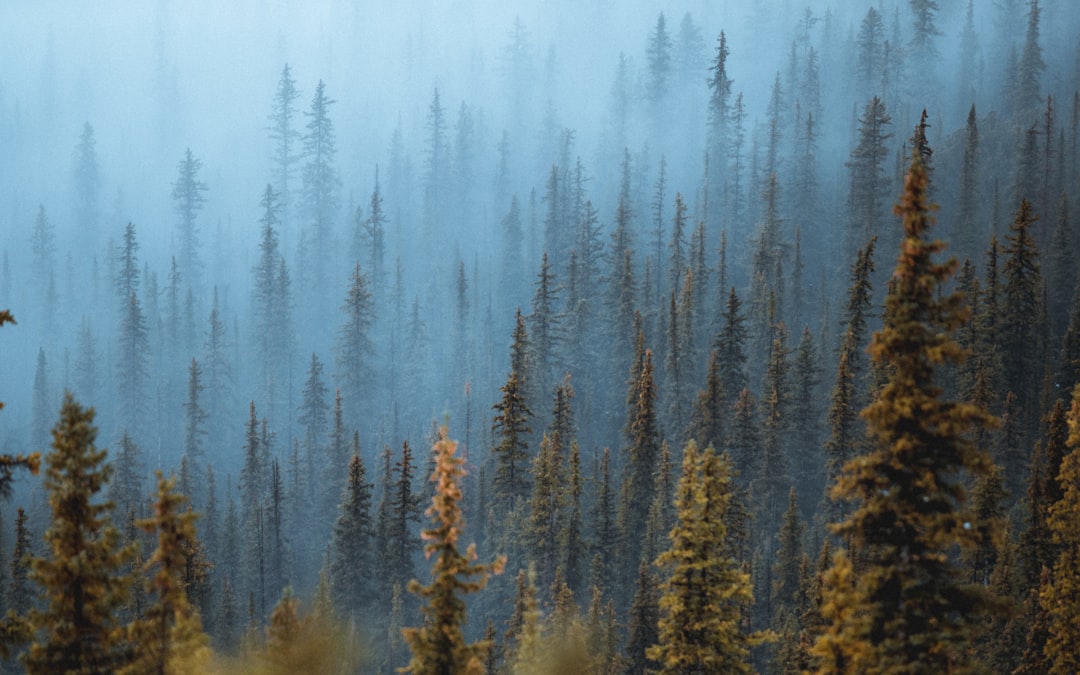 photo of Banff Spruce-fir forest near Ha Ling Peak