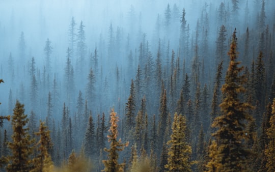 photo of Banff Spruce-fir forest near Mount Assiniboine