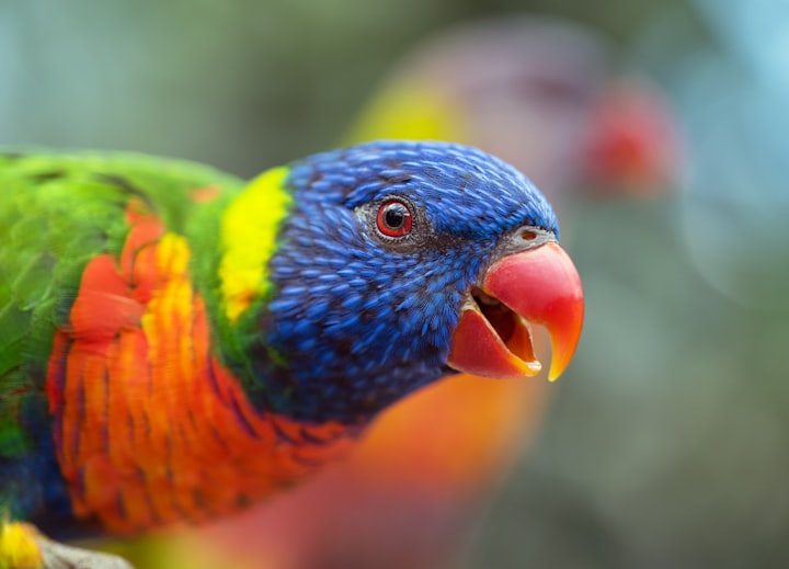 Training Your Parrot: A Fun and Stimulating Activity for Both You and Your Bird