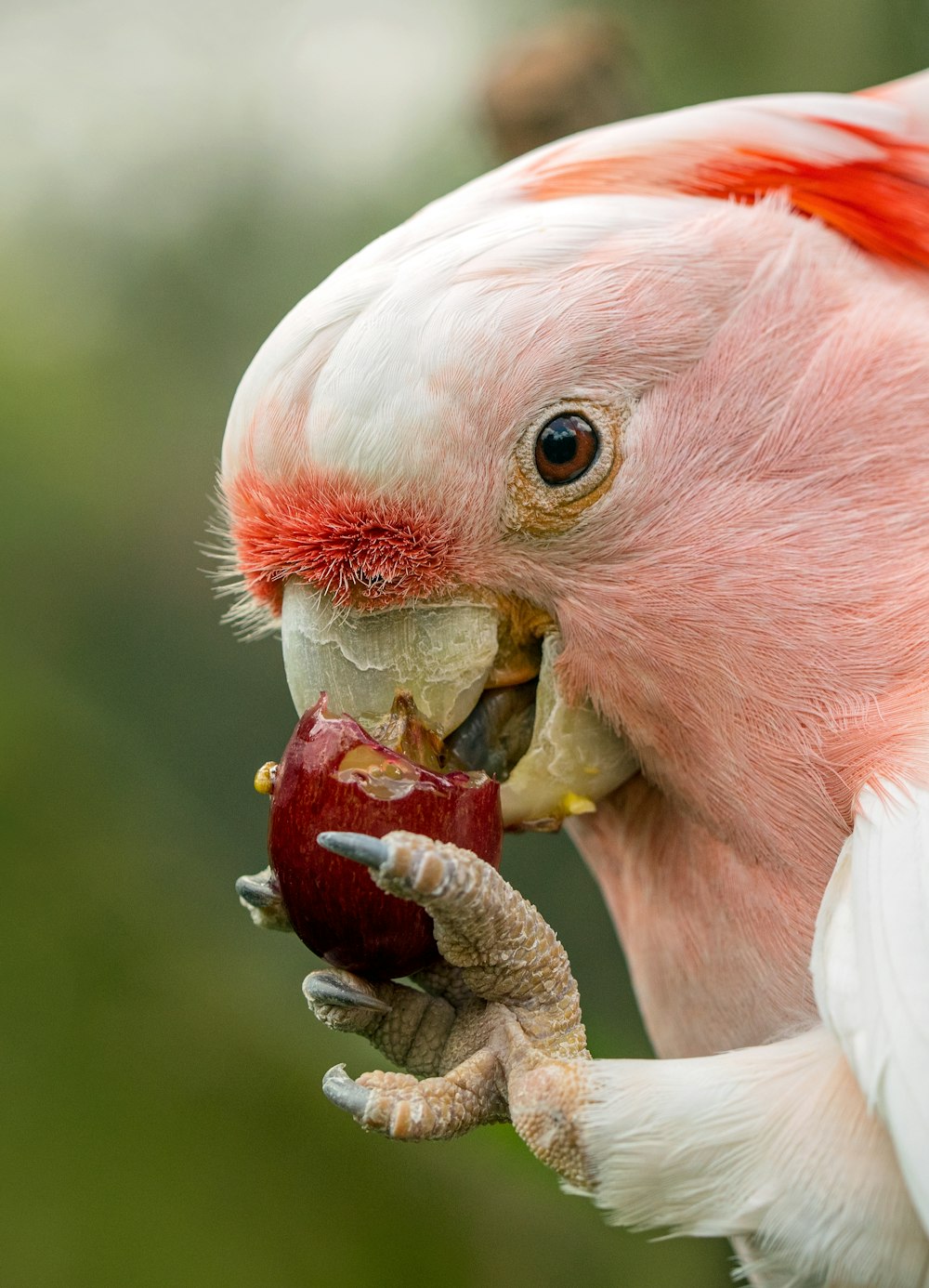 foto a fuoco superficiale di uccello rosa che mangia