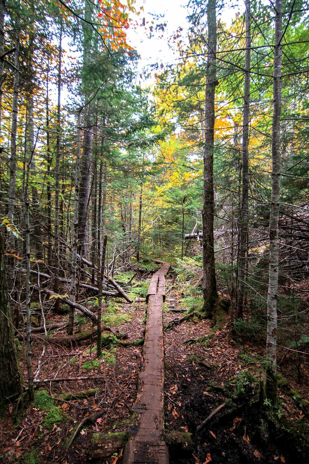uma passarela de madeira no meio de uma floresta