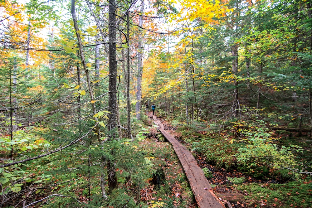 une personne marchant sur un sentier dans les bois