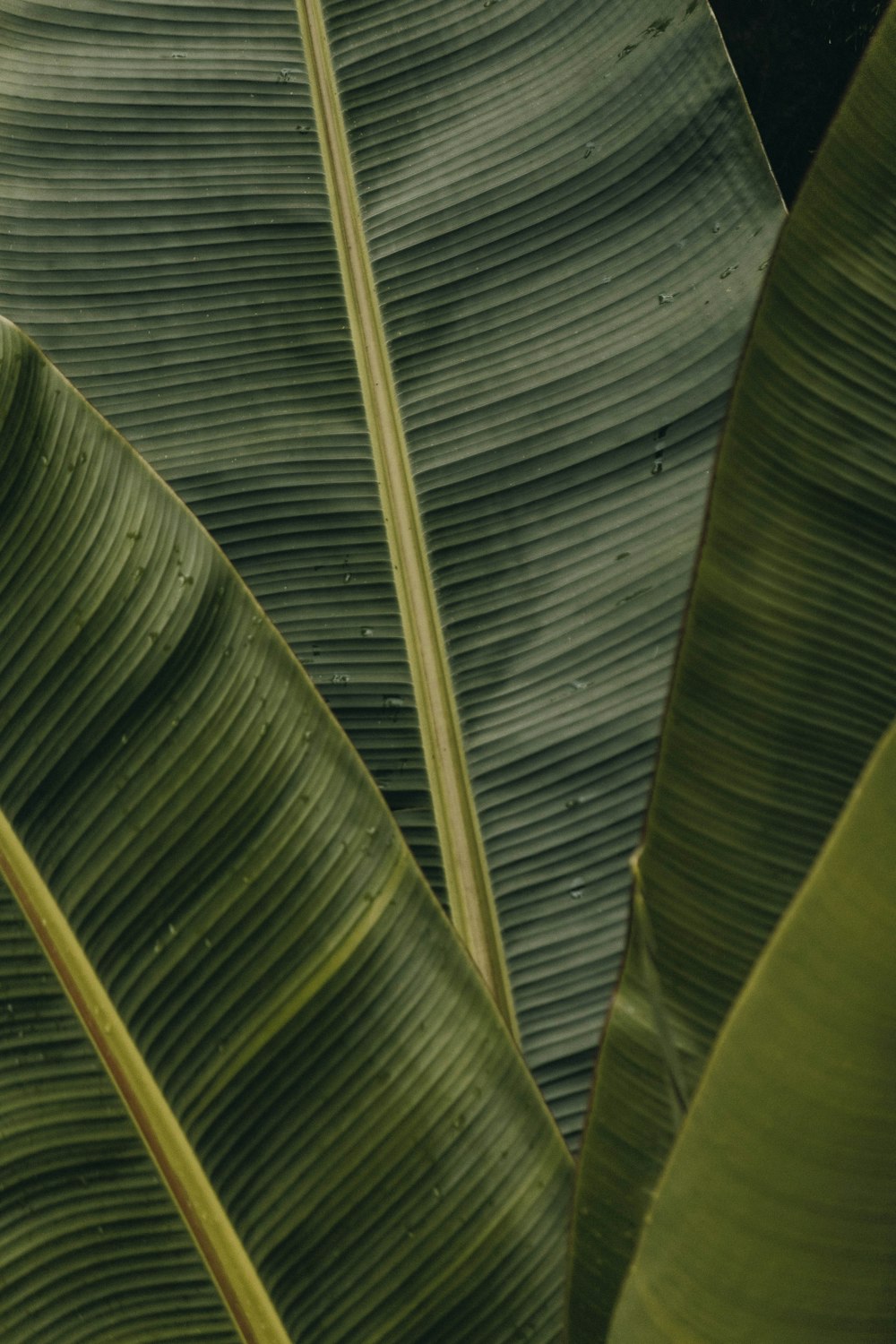foglie di banano verde