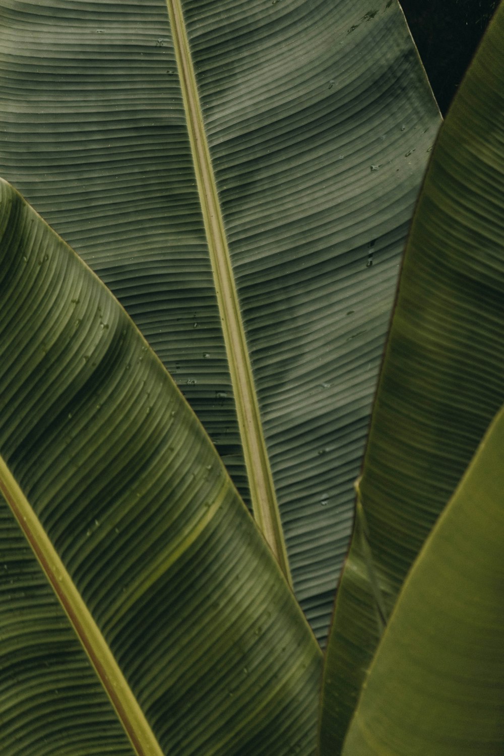 green banana leaves