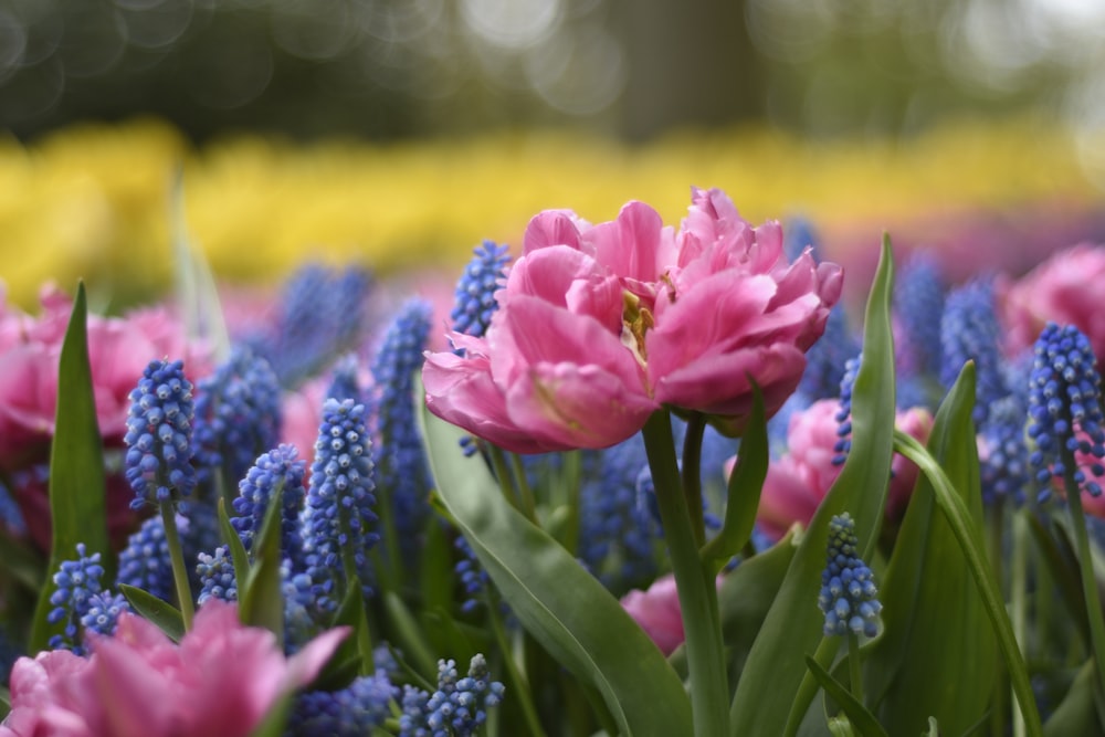 a close up of a bunch of flowers with a blurry background