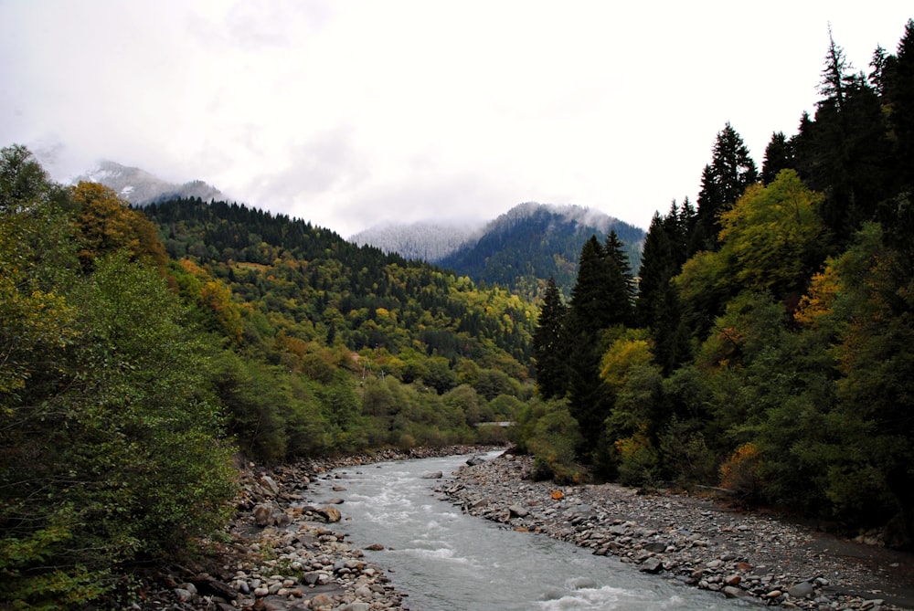 Fluss umgeben von Bäumen