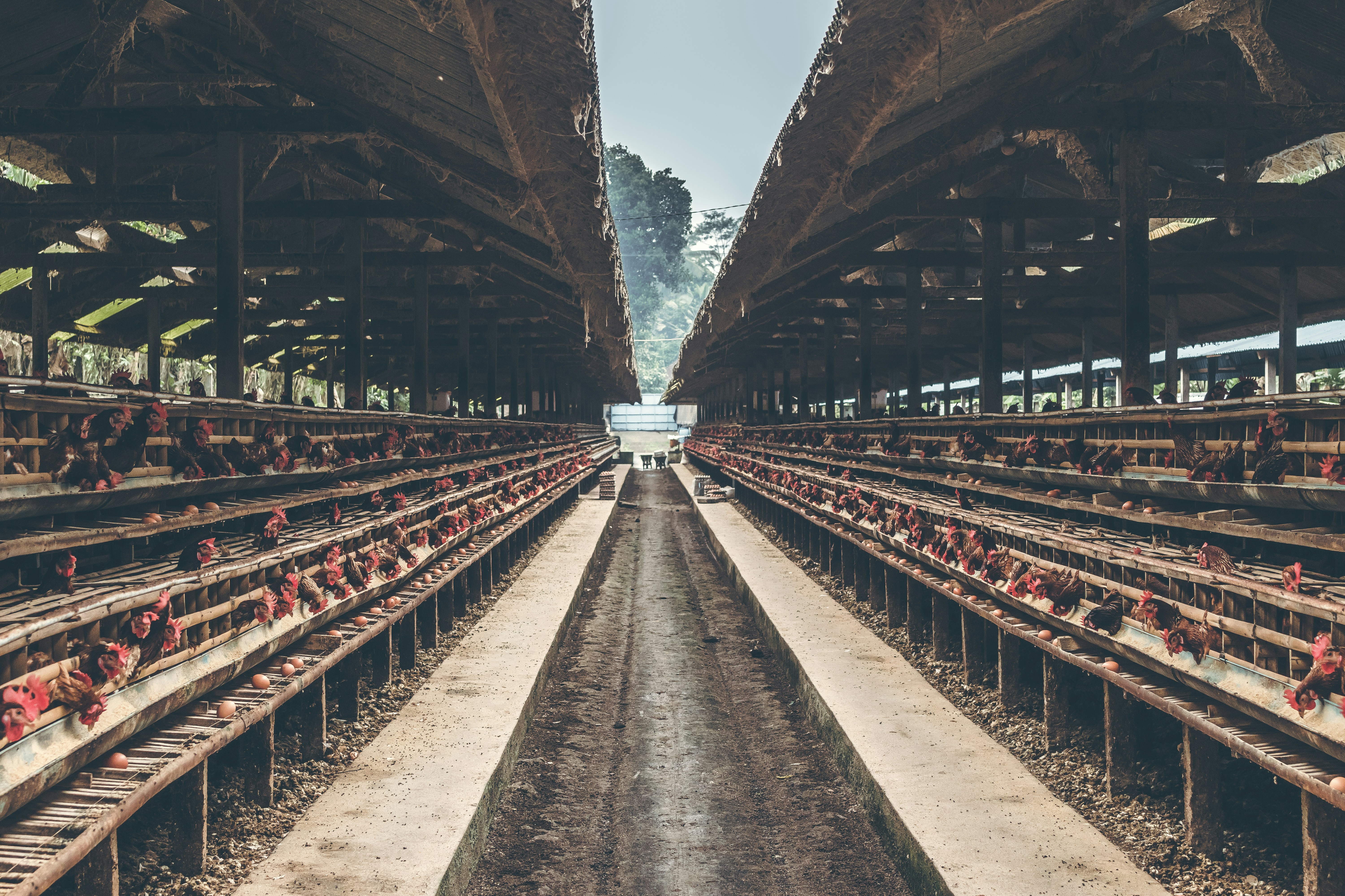 Raising the Roof: How Vertical Chicken Farms Are Bringing Truly Local Meat to City Tables