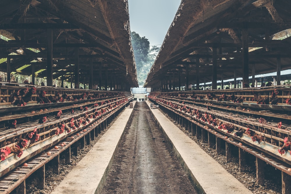 brown chicken farm