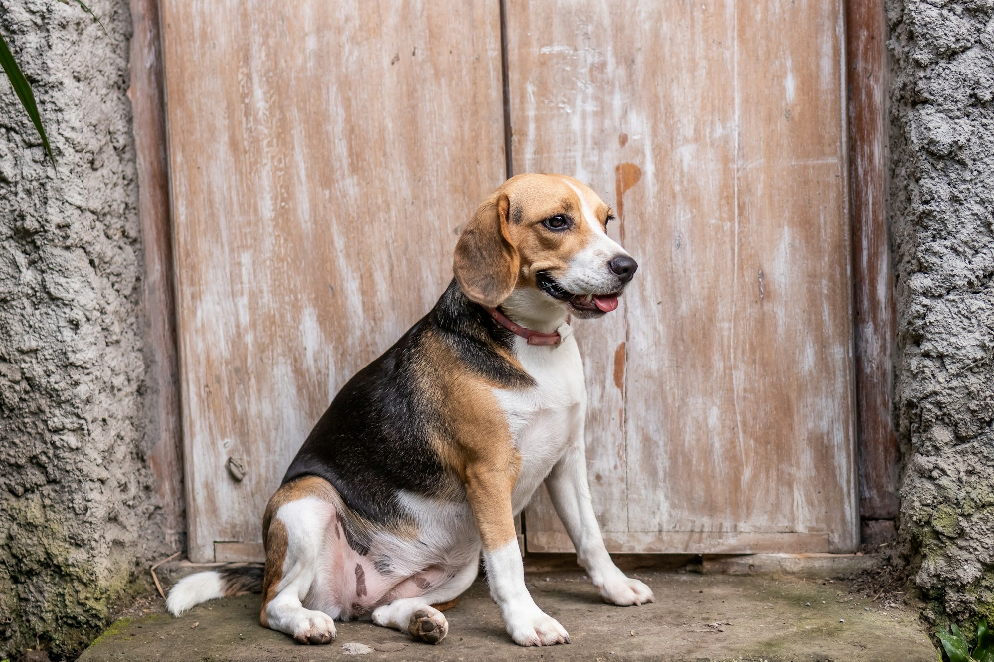 Portrait of cute female beagle dog