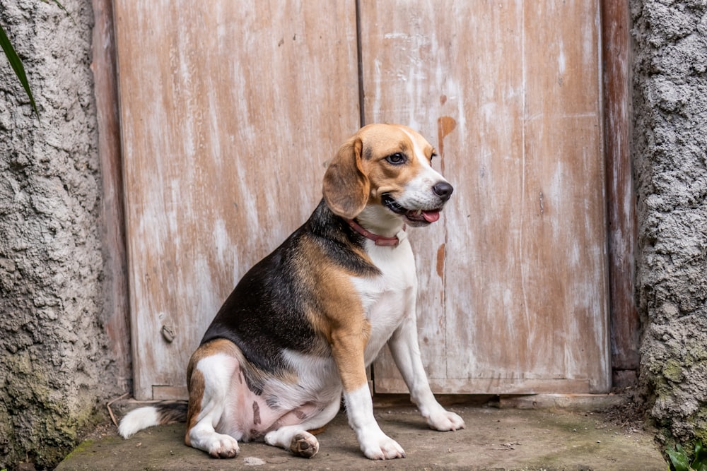 adult tri-color beagle