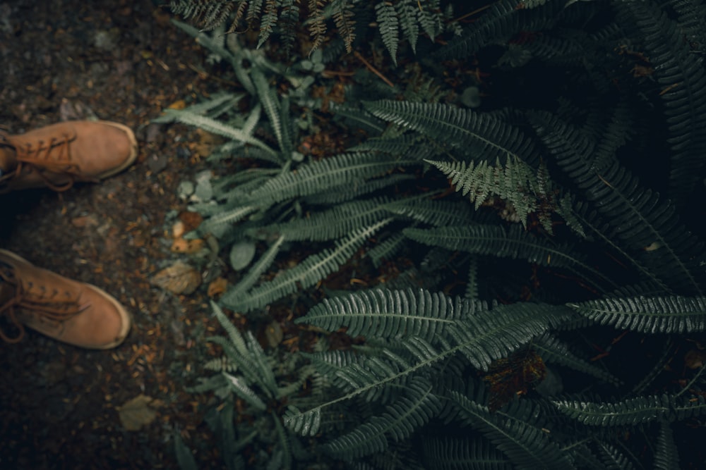 green fern plant