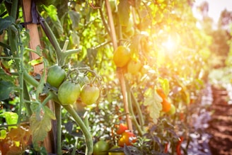 A lush garden scene with green and ripening tomatoes hanging from thick vines. Sunlight filters through the leaves, casting a warm glow and creating a vibrant atmosphere. The tomatoes are supported by wooden stakes, and the surrounding foliage is dense and healthy.