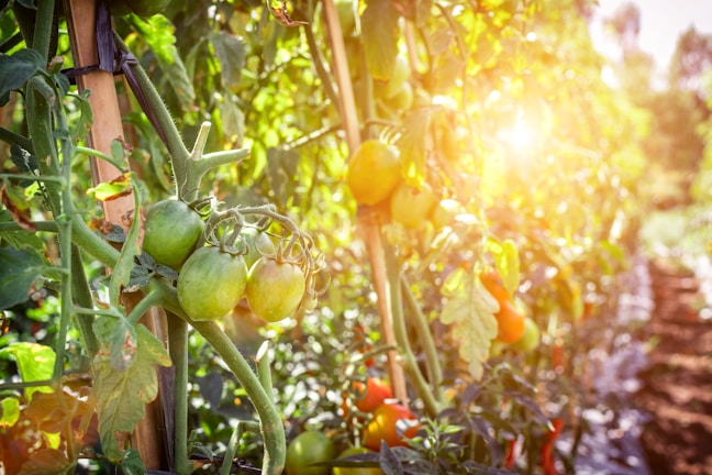 A sunlit garden patch bursting with ripe tomatoes and fresh herbs.