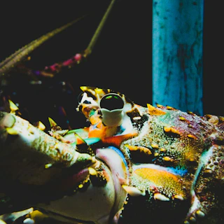 A variety of isopods displayed on a dark background, emphasizing their diverse colors and shapes.