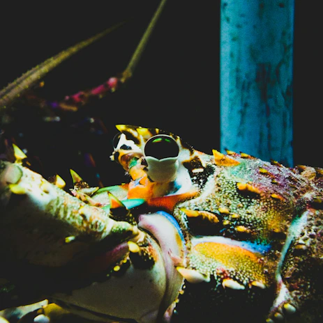 A variety of isopods displayed on a dark background, emphasizing their diverse colors and shapes.