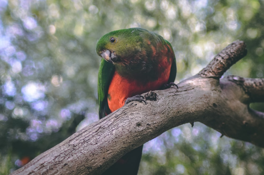orange and green bird on tree branch