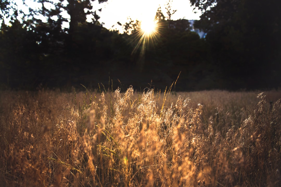 shallow focus photo of grass