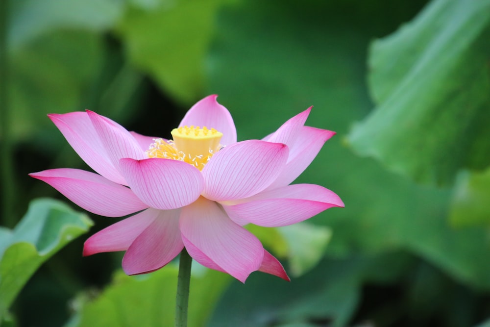 macro shot of pink and yellow flower