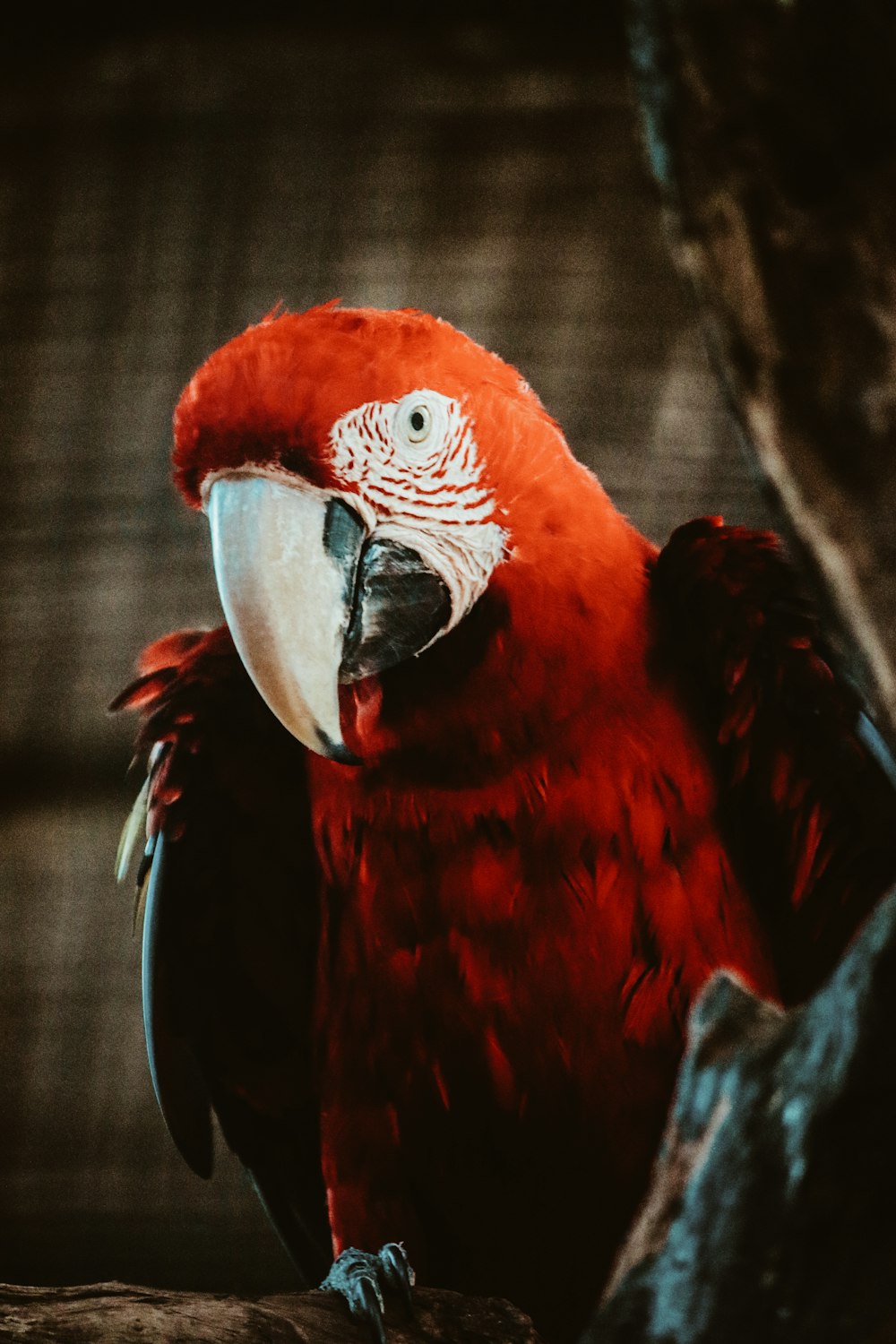 shallow focus photo of red parrot