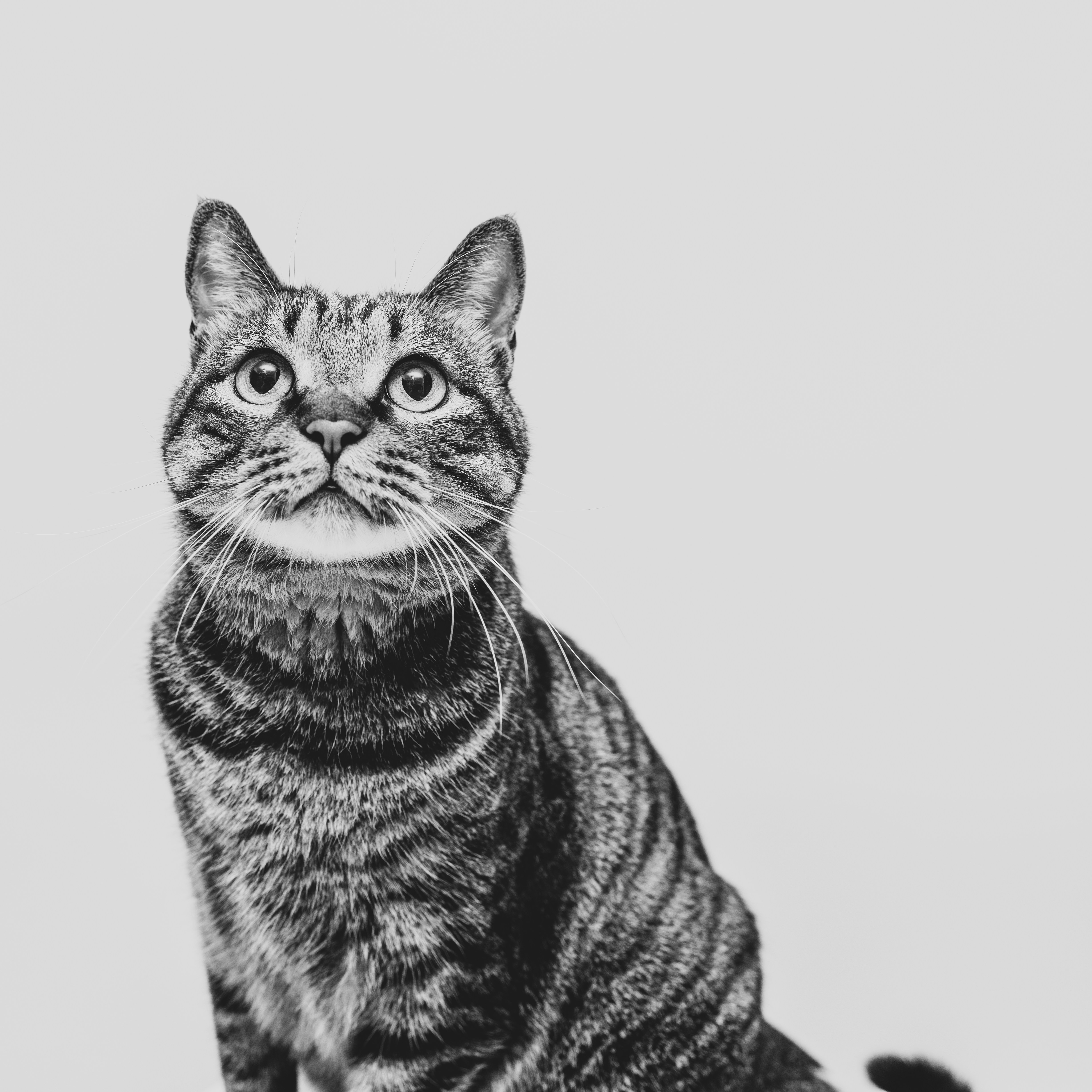 Literature's Prehistoric Protagonists (image credits: unsplash)