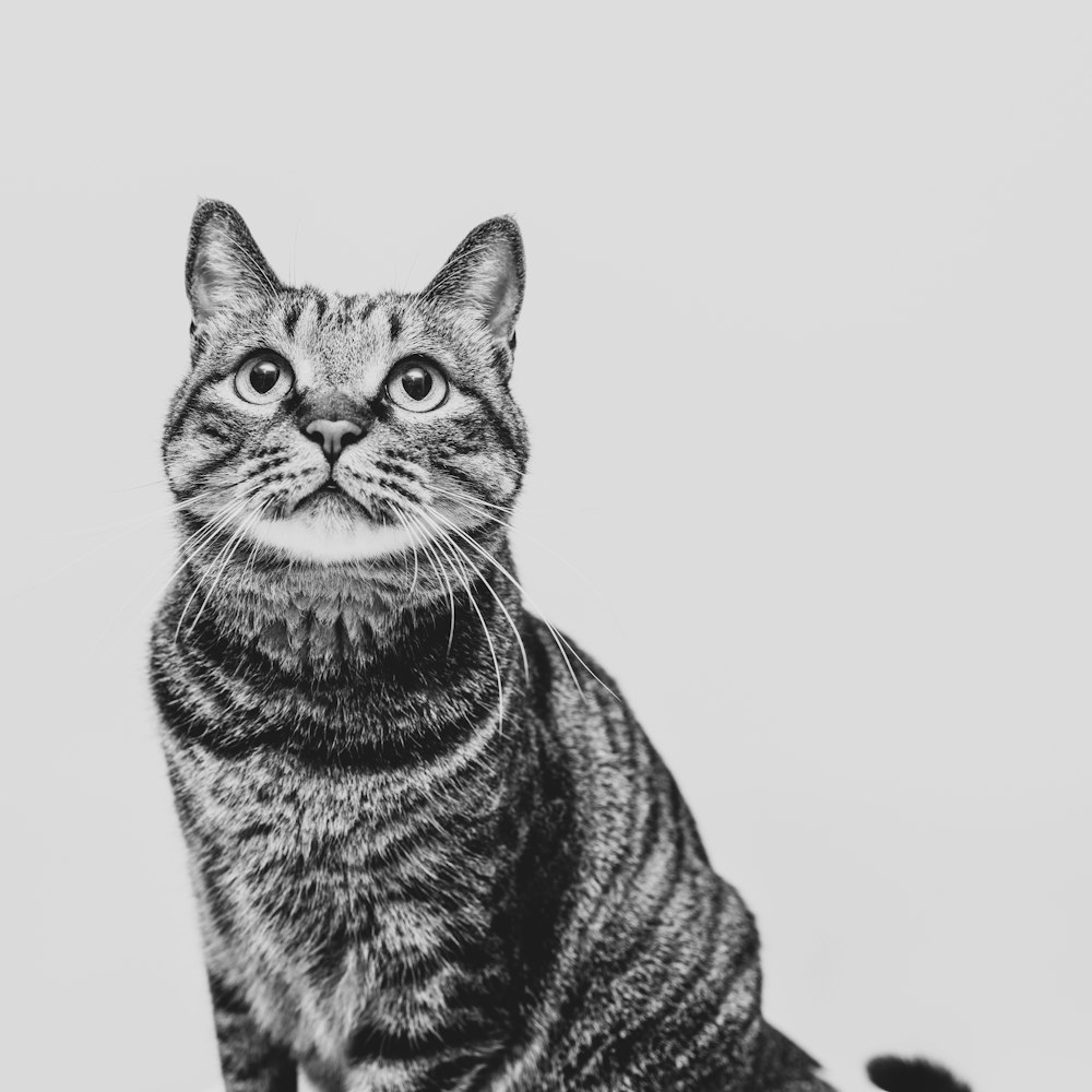 grayscale photography of cat