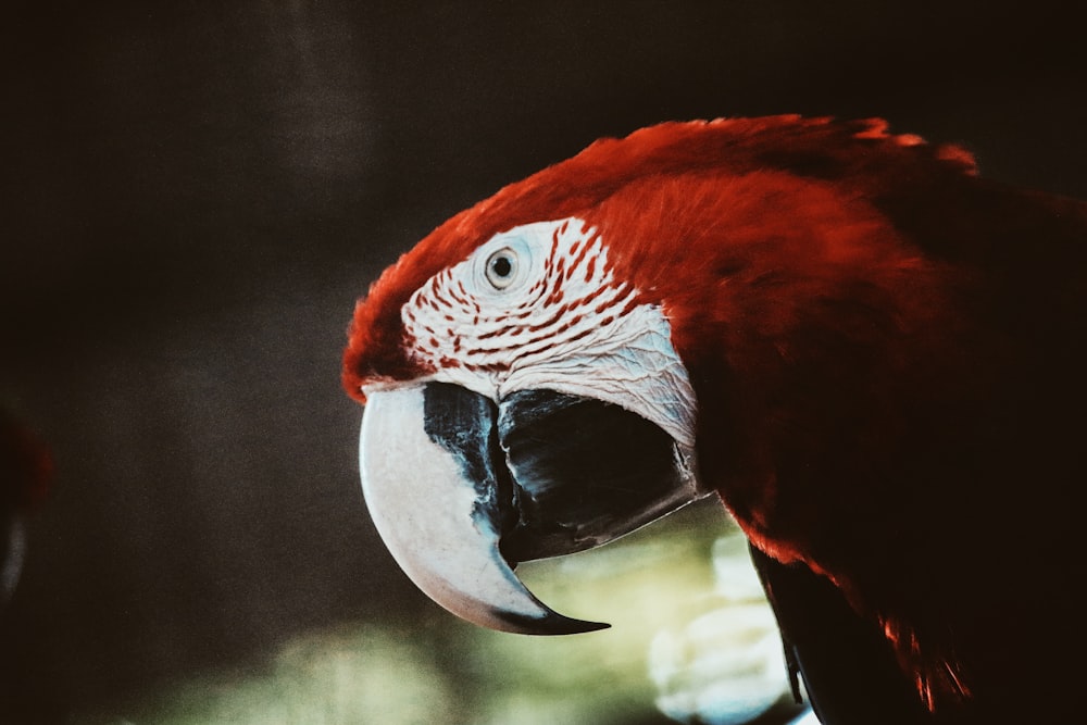 red macaw