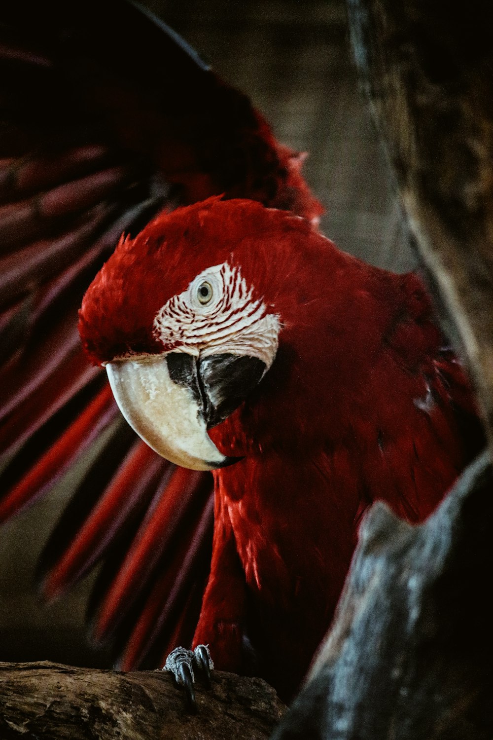 red macaw on tree branch