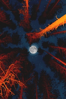 Tall trees with vivid orange bark reach upward toward the night sky, where a full moon is visible. The sky is dark, speckled with a few stars, creating a surreal and mystical atmosphere.
