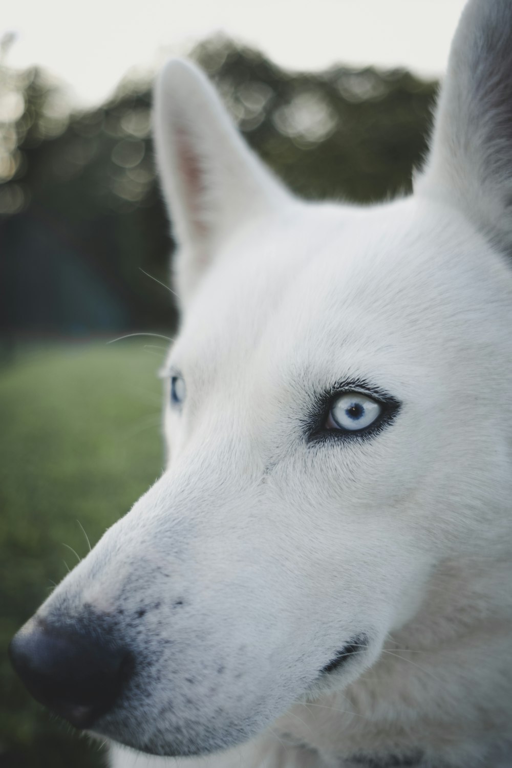 selective focus photography of adult white Siberian Husky