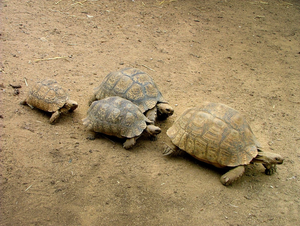 vier braune Meeresschildkröten auf brauner Erde