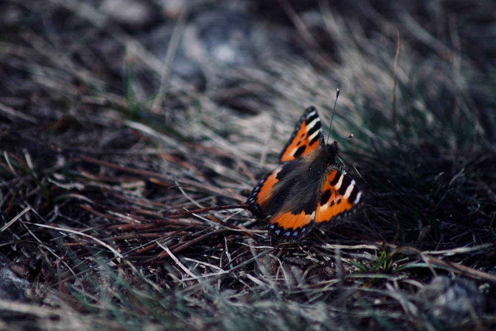 Flachfokusfotografie von orangefarbenen und schwarzen Schmetterlingen