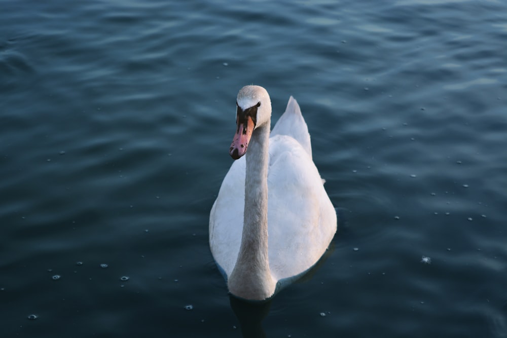 white swan floating on water