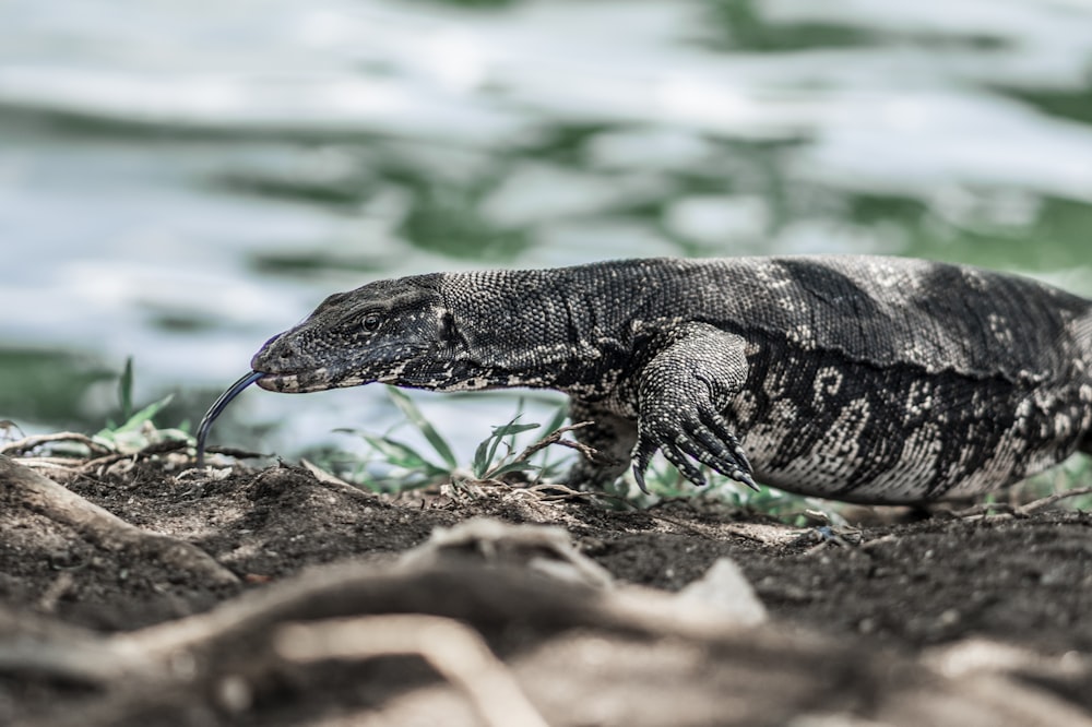 black and gray reptile walking beside grass