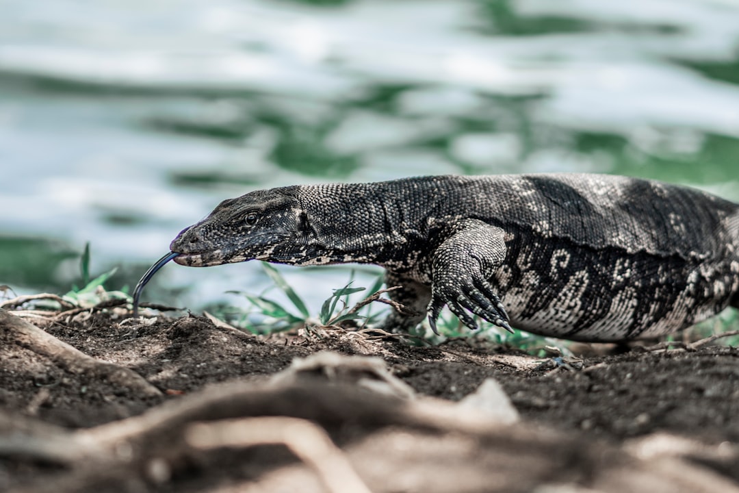 photo of Kandy Wildlife near Mahiyangana Raja Maha Vihara