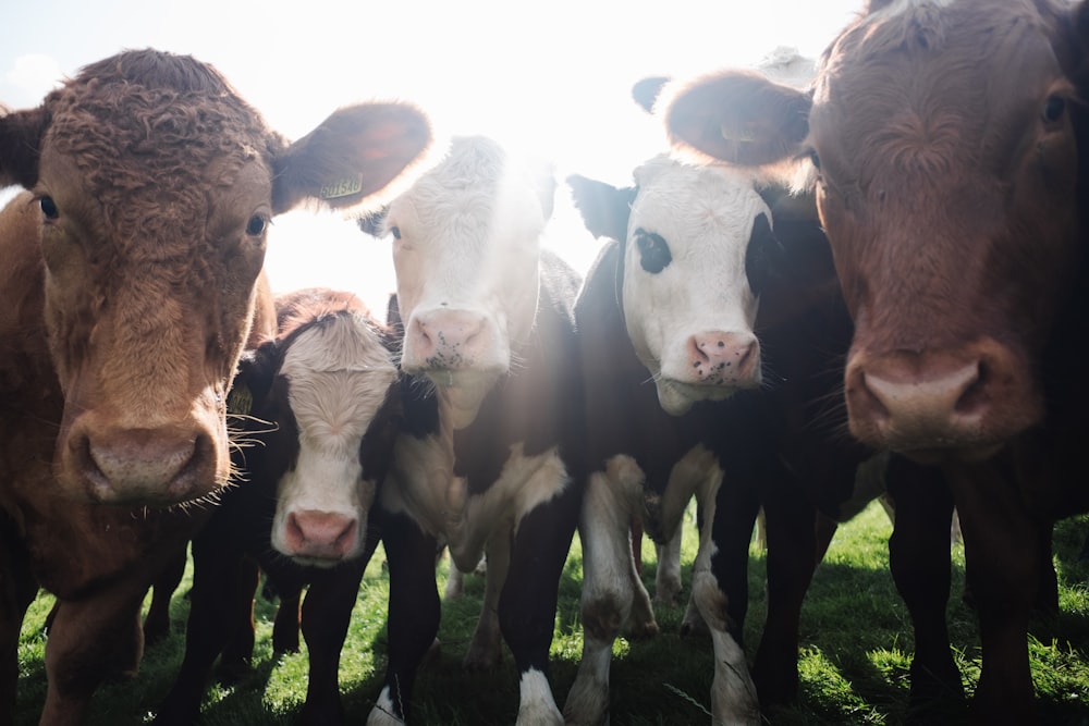 assorted color cattles