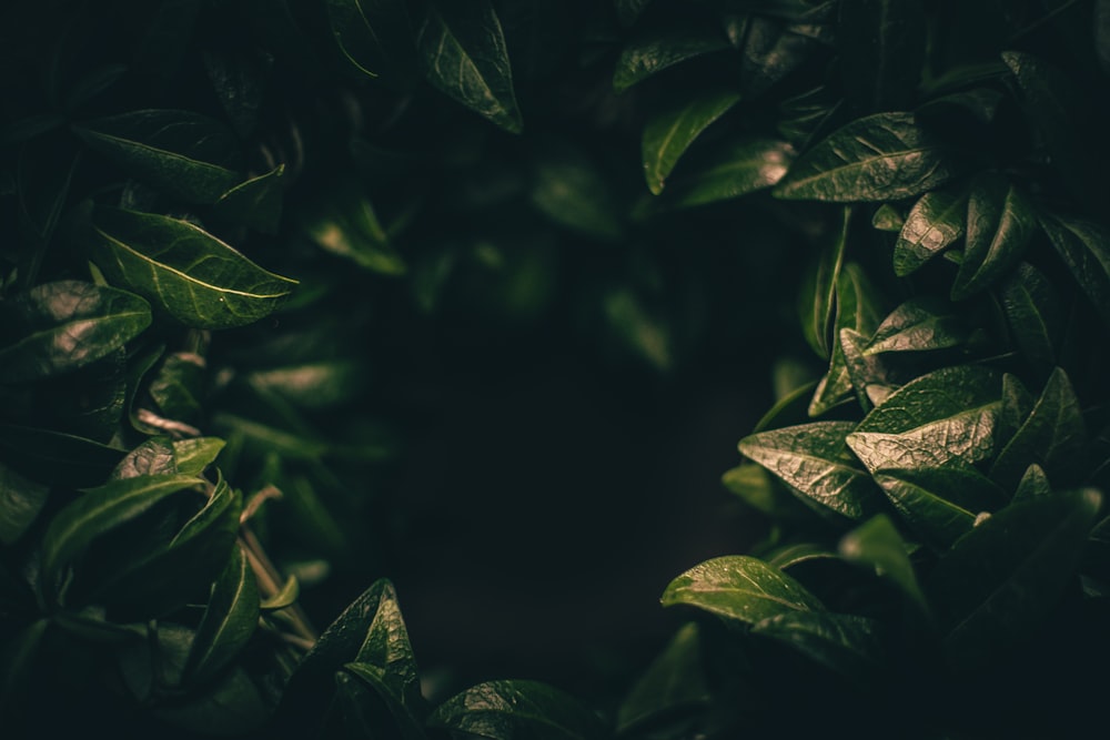 a close up of a green leafy plant