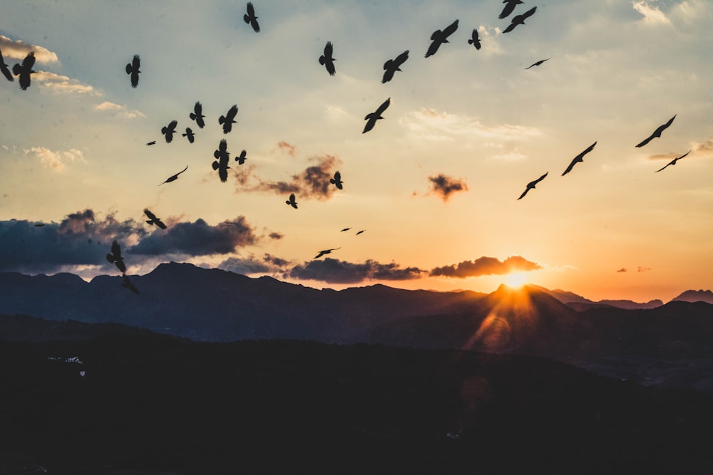 flock of birds on flight during daytime