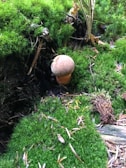 A single small mushroom is growing amidst lush green moss and foliage in a forest setting. The mushroom cap appears to be light brown, emerging from the earthy ground. Surrounding the mushroom are vibrant green moss patches, twigs, and some dried leaves. Several thin plant stems are also visible.
