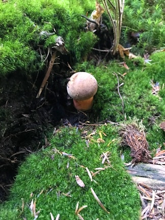 A single small mushroom is growing amidst lush green moss and foliage in a forest setting. The mushroom cap appears to be light brown, emerging from the earthy ground. Surrounding the mushroom are vibrant green moss patches, twigs, and some dried leaves. Several thin plant stems are also visible.