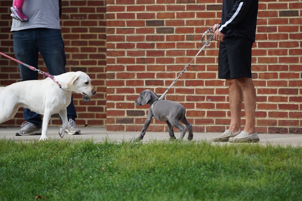 person holding dog